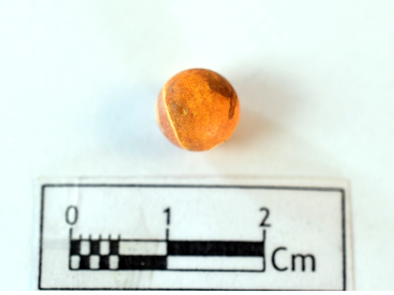 Carnelian Bead — Maritime Archaeology Museum